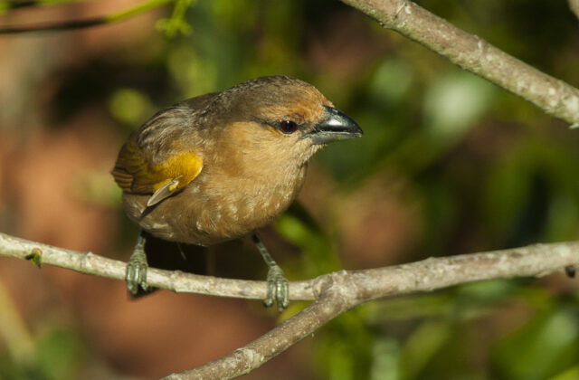 Brown Tanager