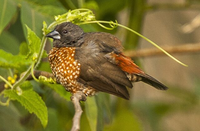 Brown Twinspot