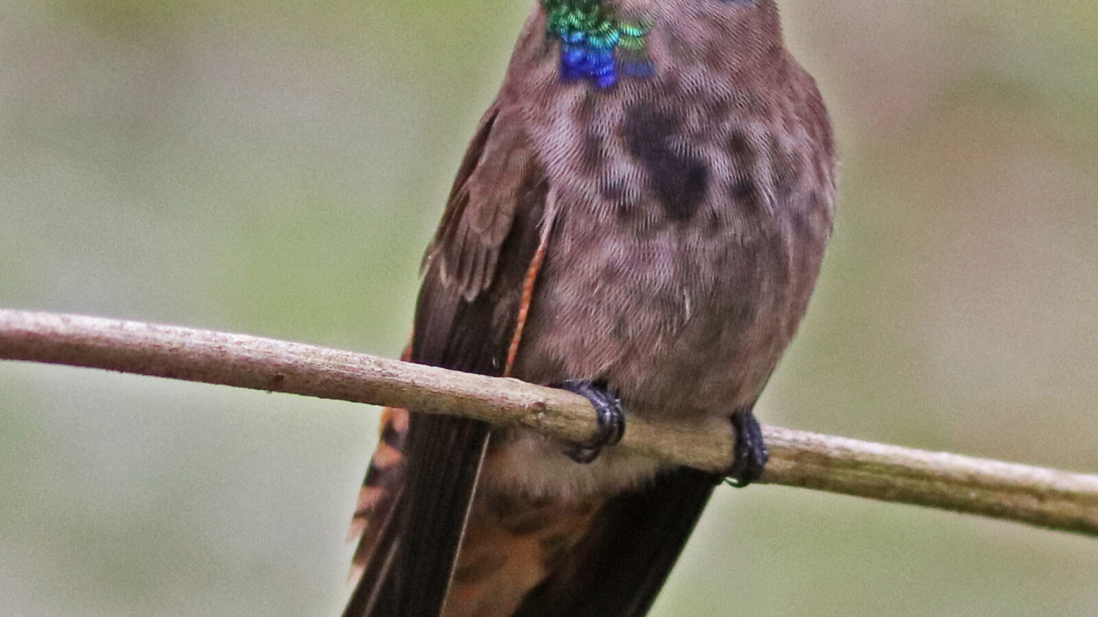 Brown Violetear