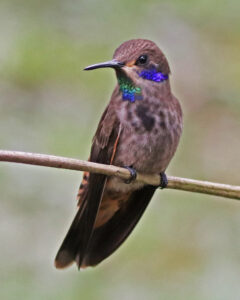 Brown Violetear