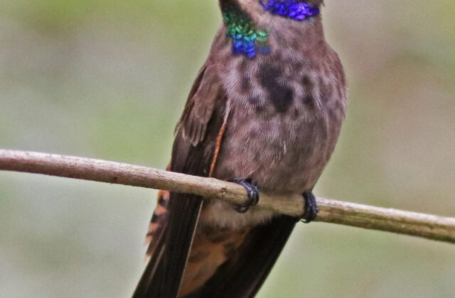 Brown Violetear