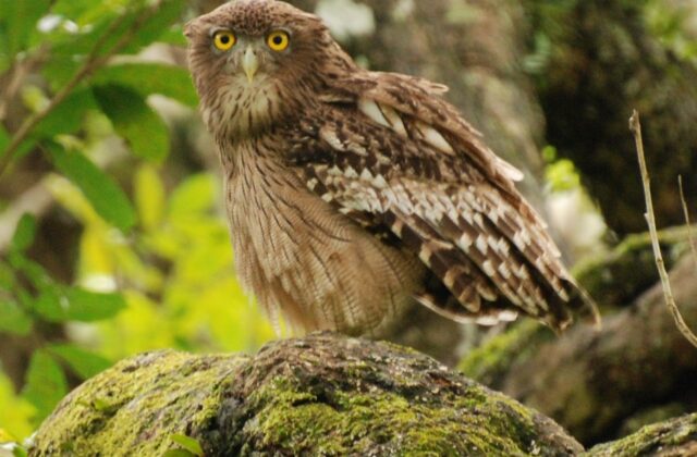 Brown Fish Owl