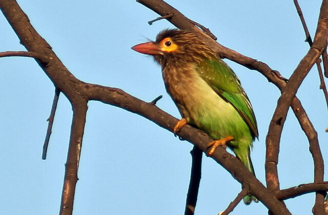 Brown-headed Barbet