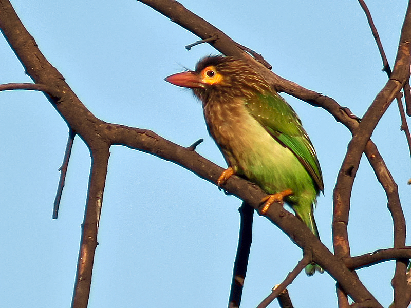 Brown-headed Barbet