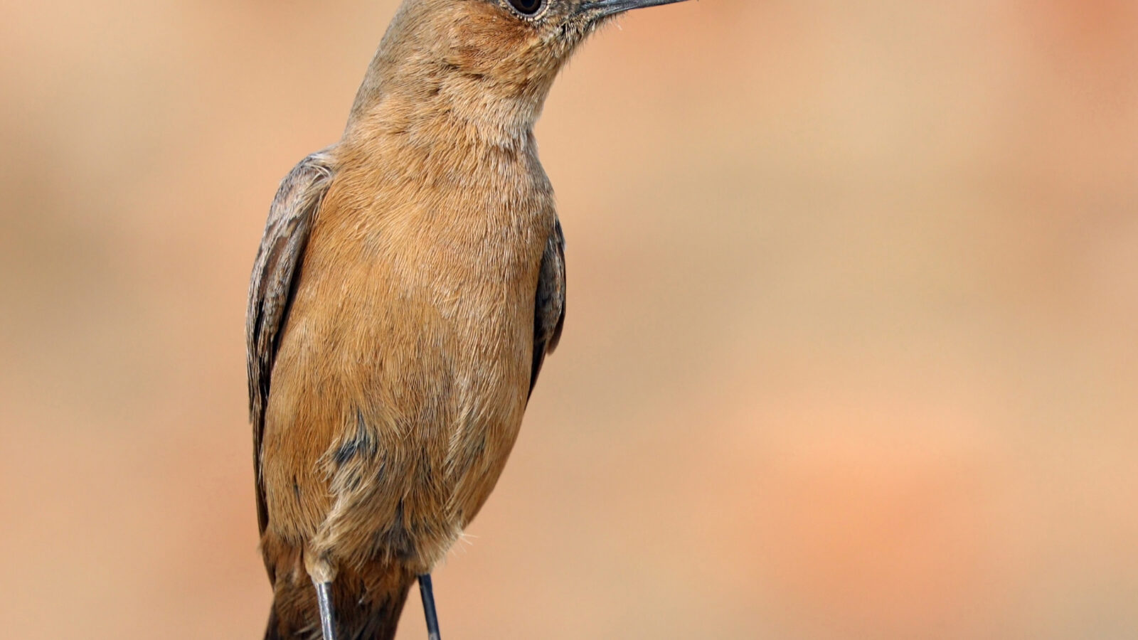 Brown Rock Chat