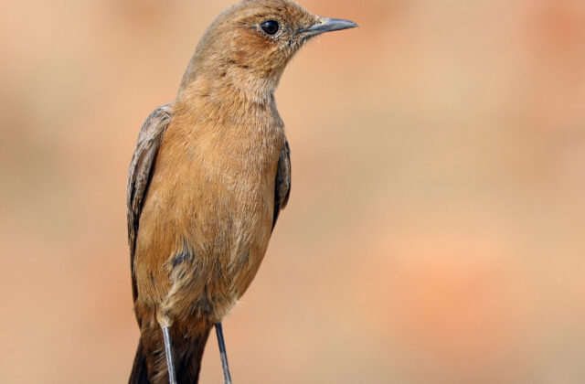 Brown Rock Chat