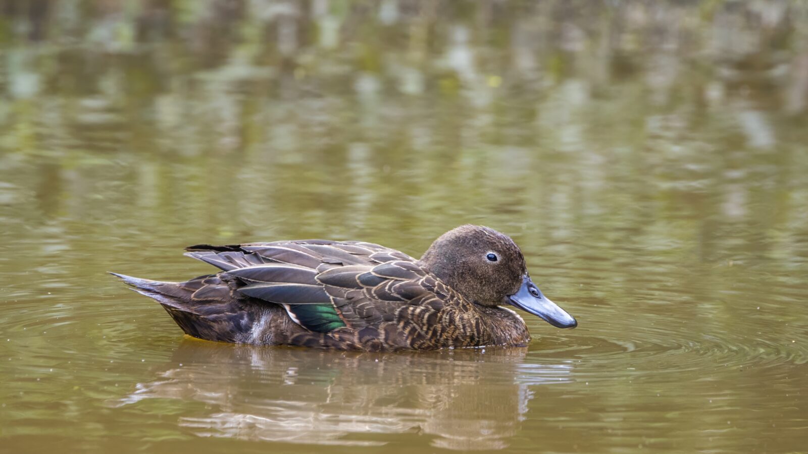 Brown Teal
