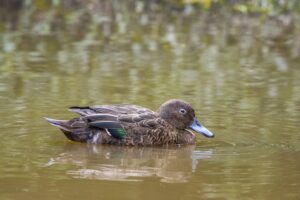 Brown Teal