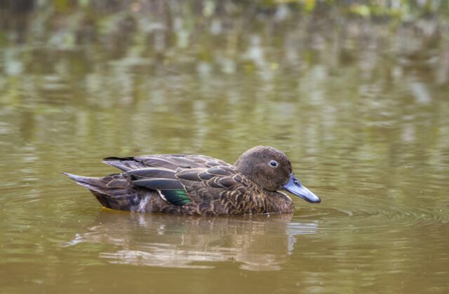 Brown Teal