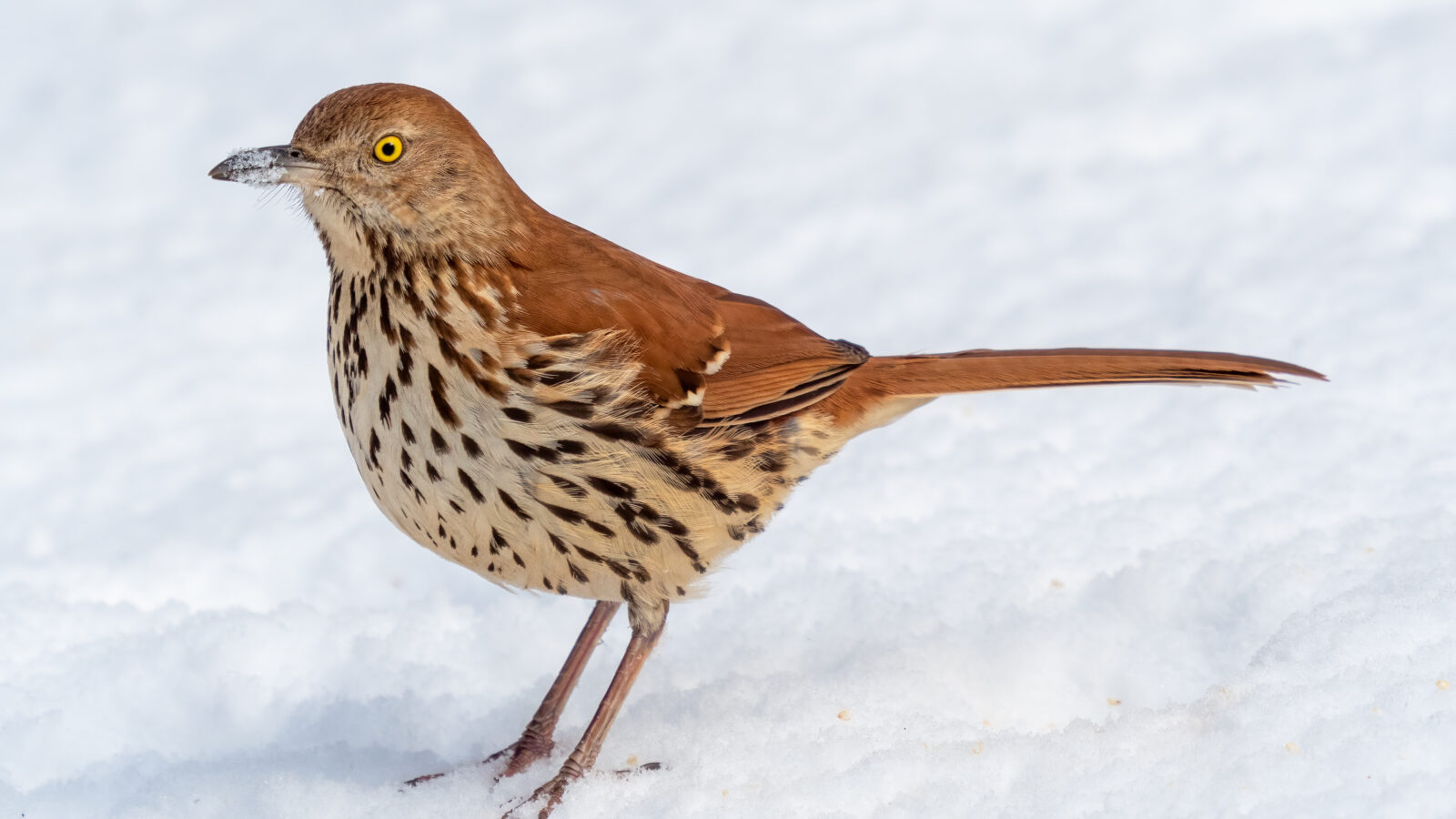 Brown Thrasher