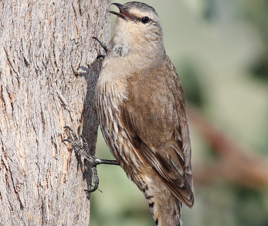 Brown Treecreeper