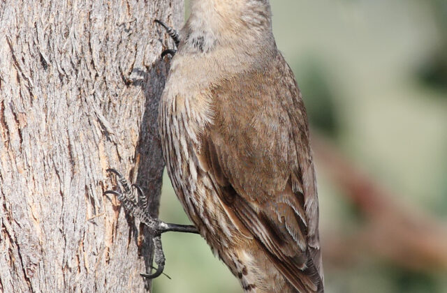 Brown Treecreeper