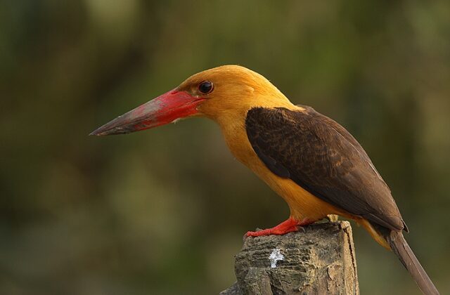 Brown-winged Kingfisher