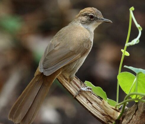 Terrestrial Brownbul