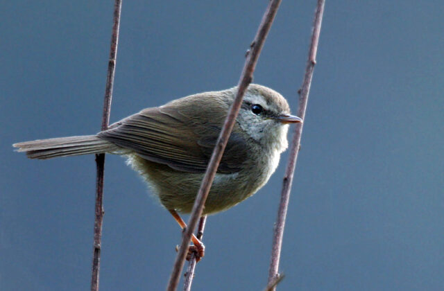 Brown-flanked Bush Warbler