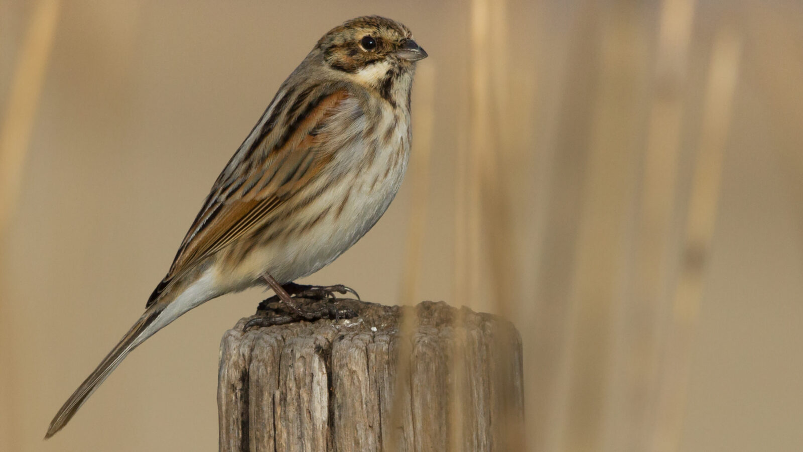 Common Reed Bunting