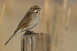 Common Reed Bunting