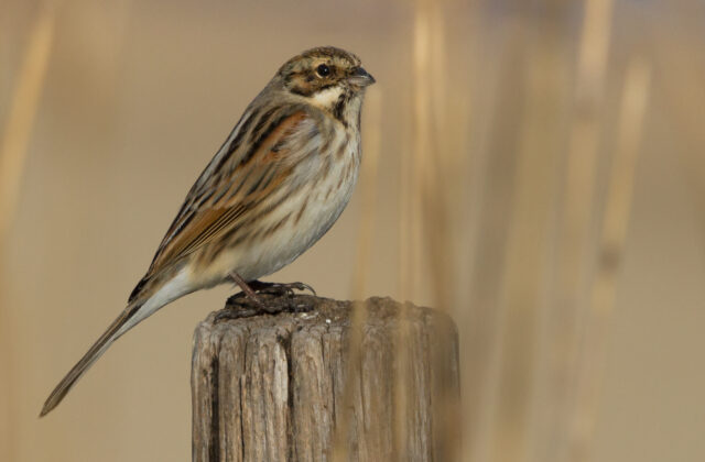Common Reed Bunting