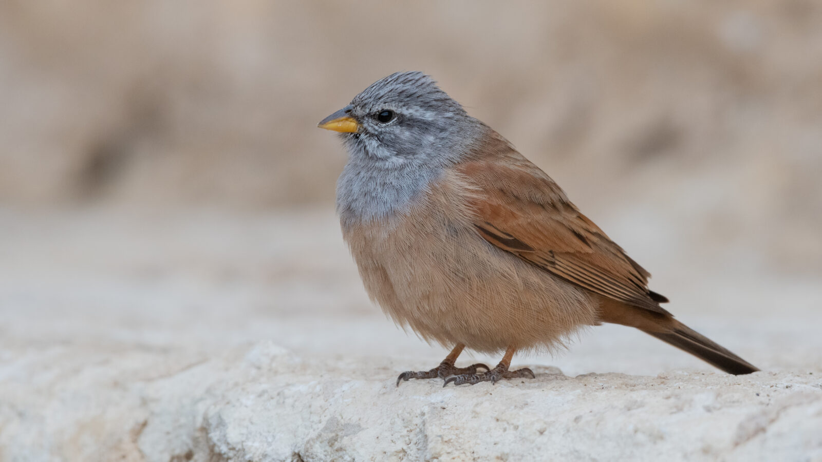 House Bunting