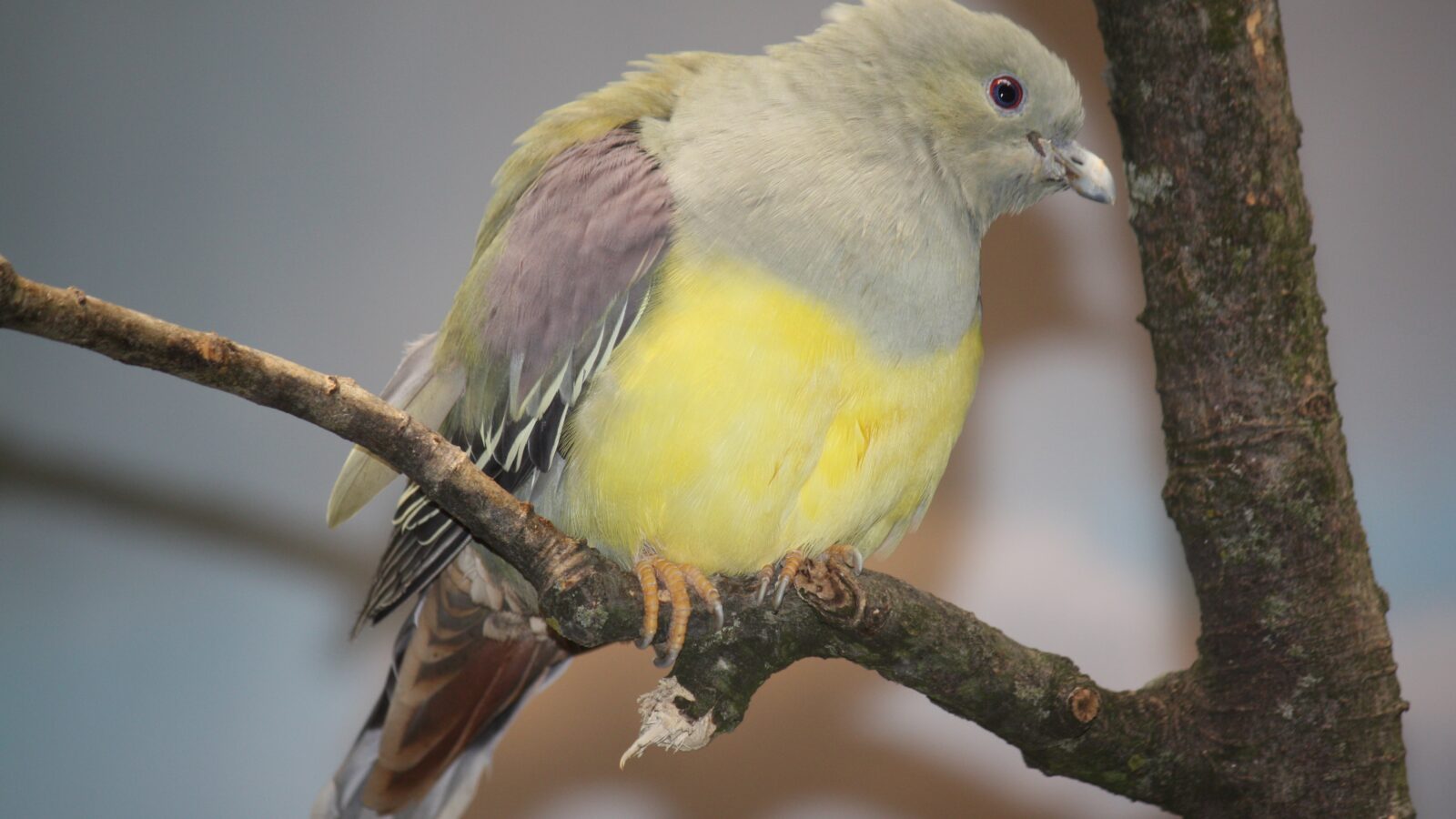 Bruce’s Green Pigeon