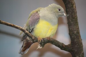 Bruce’s Green Pigeon