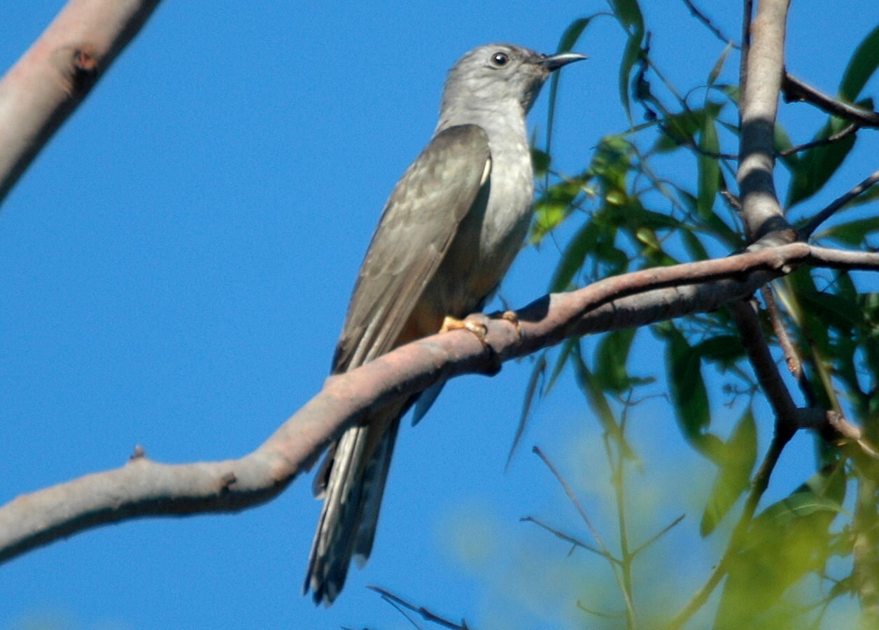 Sahul Brush Cuckoo
