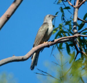 Sahul Brush Cuckoo