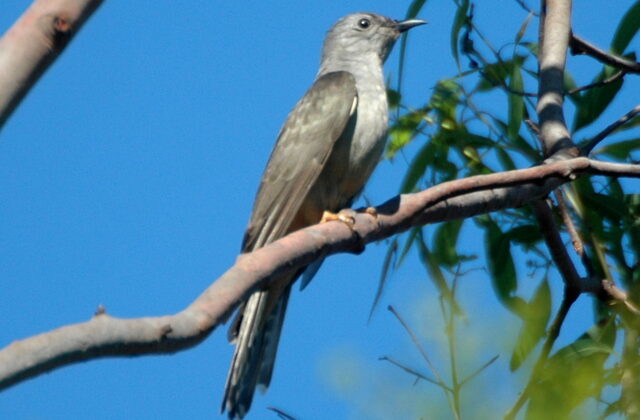 Sahul Brush Cuckoo