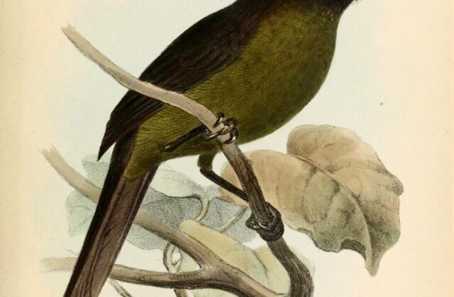 White-rimmed Brushfinch