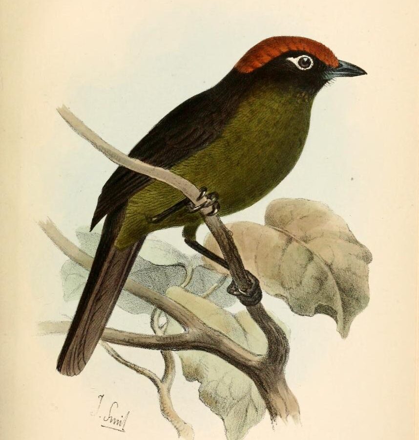 White-rimmed Brushfinch