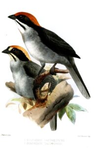 Slaty Brushfinch