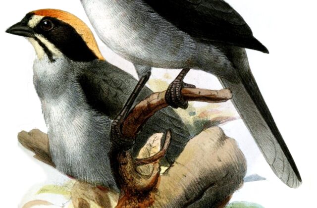 Slaty Brushfinch