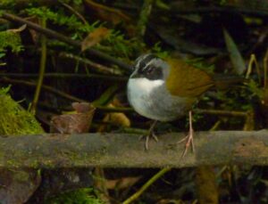 Grey-browed Brushfinch