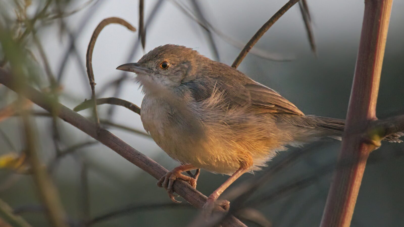 Bubbling Cisticola