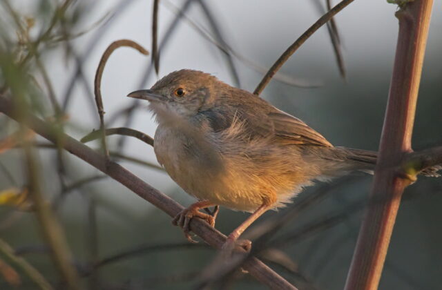 Bubbling Cisticola