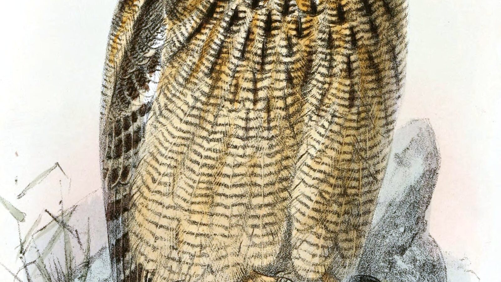 Arabian Eagle-Owl