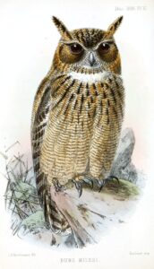 Arabian Eagle-Owl