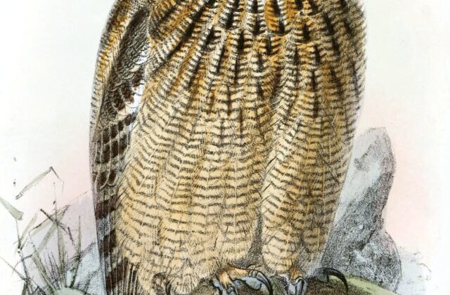 Arabian Eagle-Owl