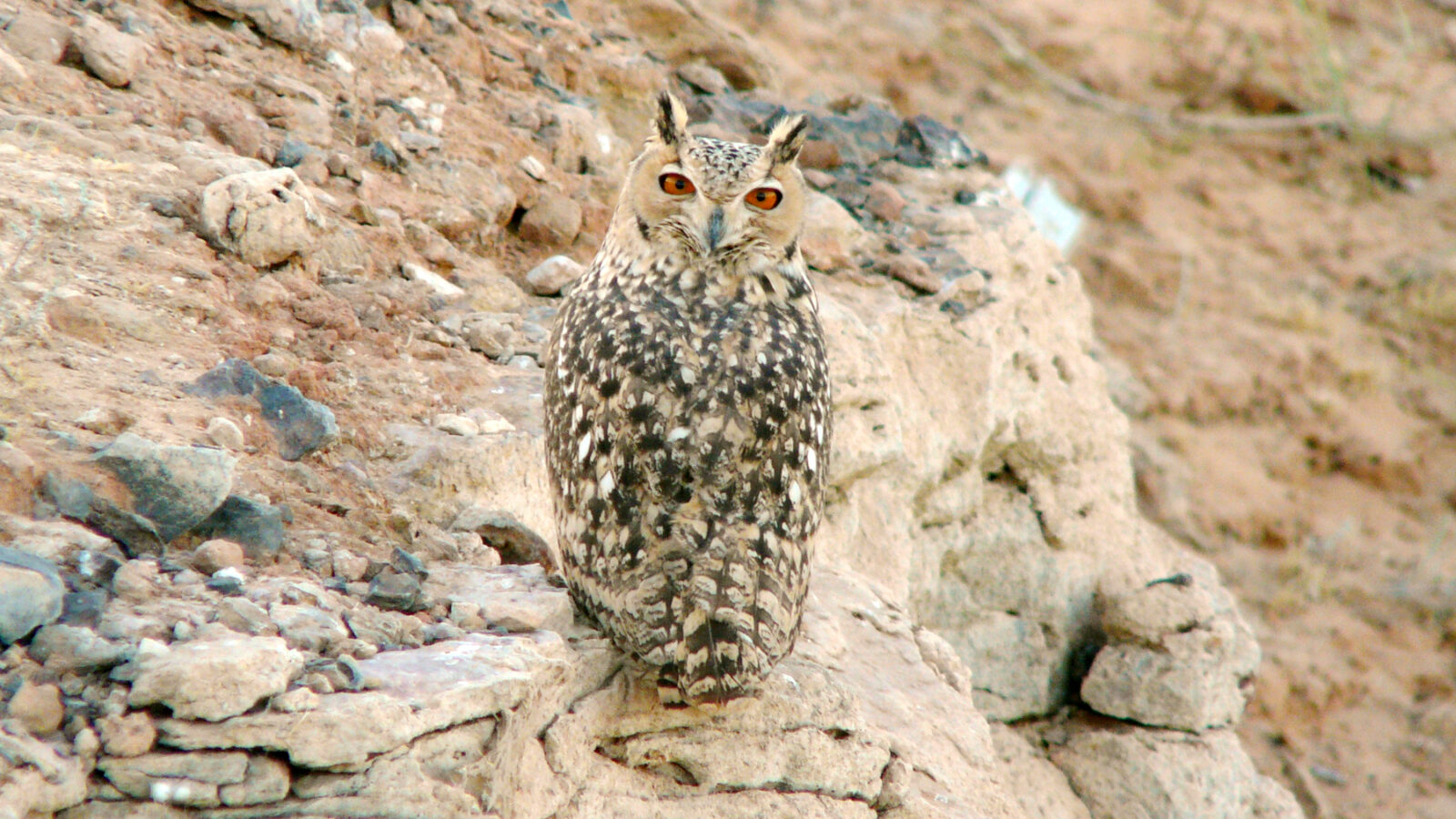 Pharaoh Eagle-Owl