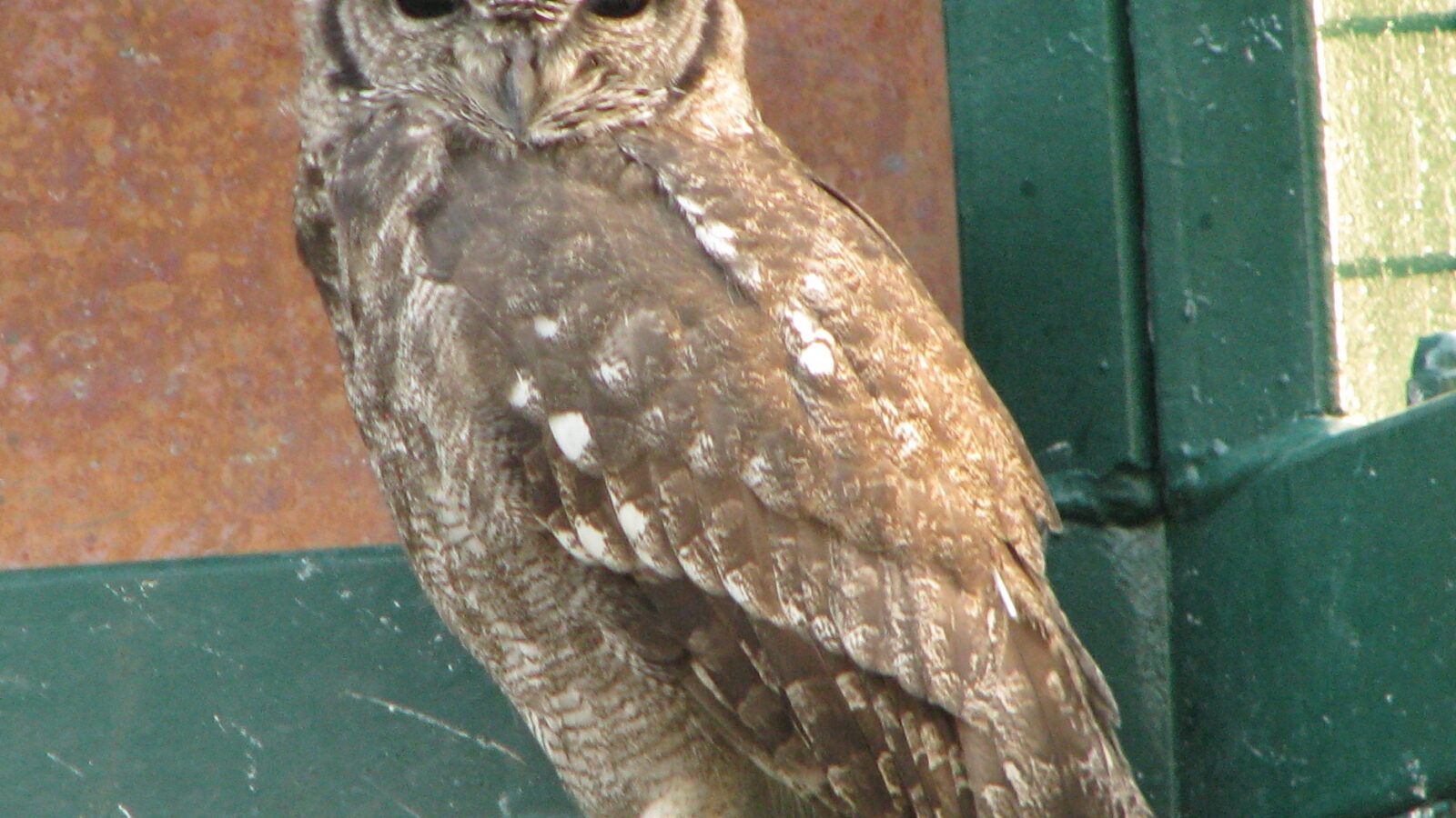 Greyish Eagle-Owl