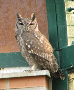 Greyish Eagle-Owl