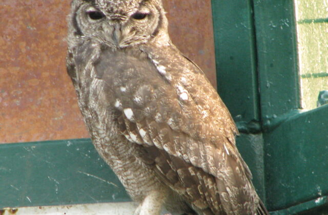Greyish Eagle-Owl