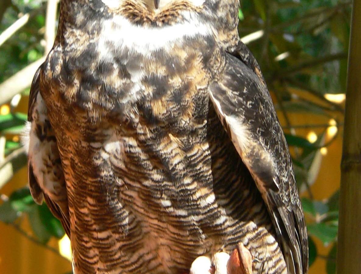 Great Horned Owl
