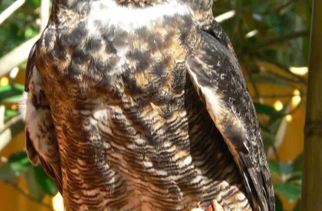 Great Horned Owl