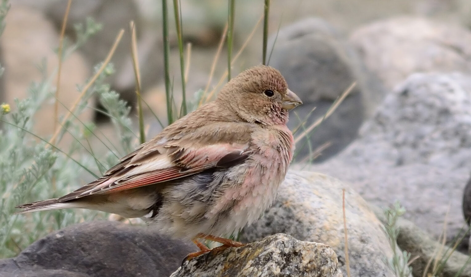 Mongolian Finch
