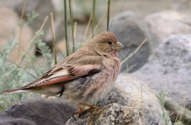 Mongolian Finch