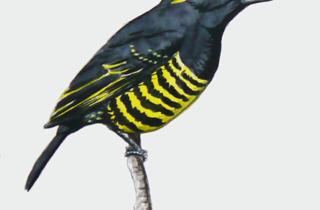 Yellow-spotted Barbet