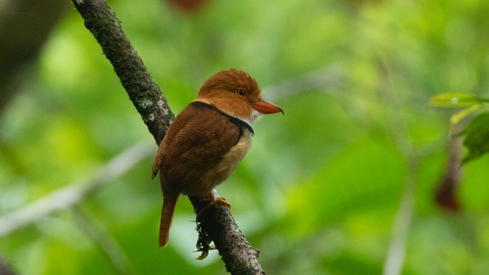 Collared Puffbird