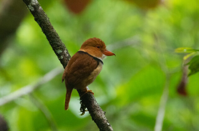 Collared Puffbird
