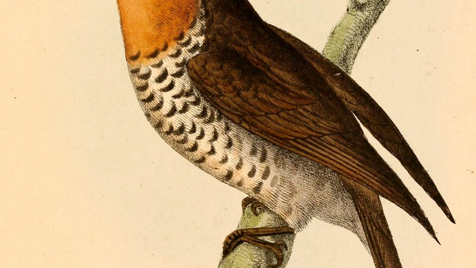 Sooty-capped Puffbird